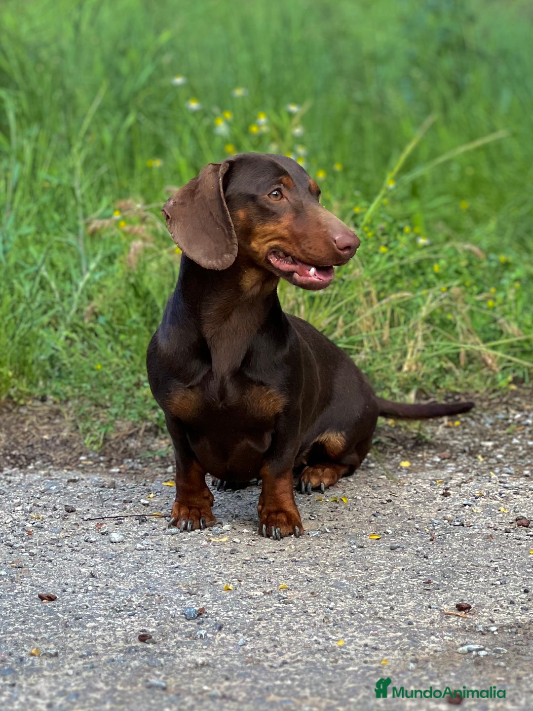 Teckel Miniatura perros en venta: PRECIOSA TECKEL ARLEQUÍN CHOCOLATE  - Anuncio 4