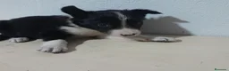 Border Collie perros en venta: BORDE COLLIE - Anuncio 30