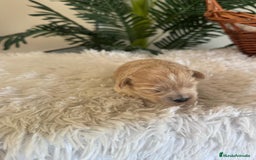 Maltipoo perros en venta: MALTIPOO MACHO - Anuncio 5