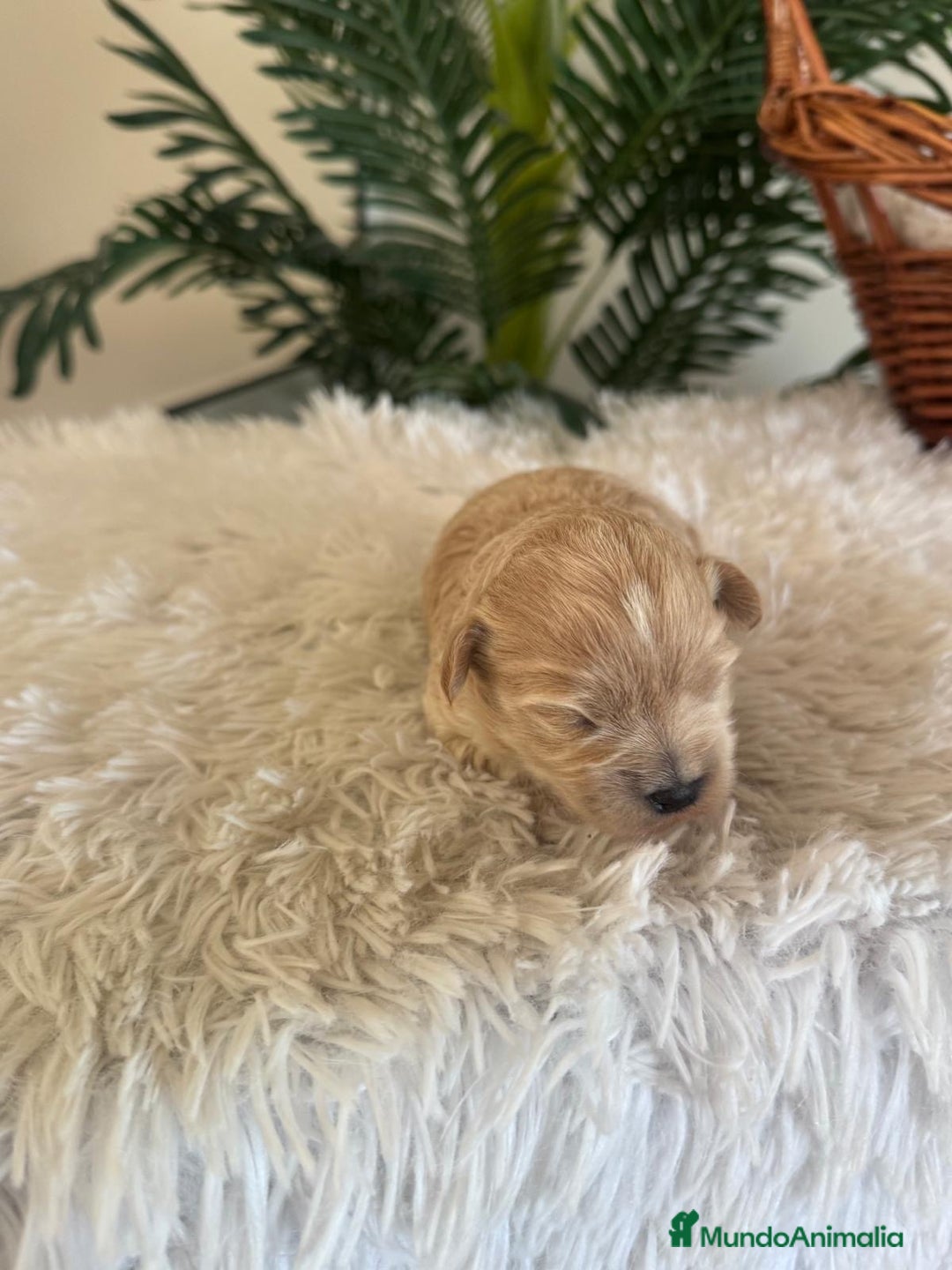 Maltipoo perros en venta: MALTIPOO MACHO - Anuncio 5