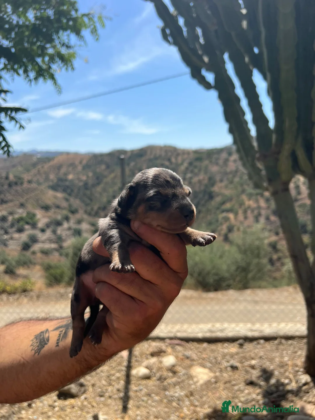 Teckel Miniatura perros en venta: Teckel kaninchen  - Anuncio 2