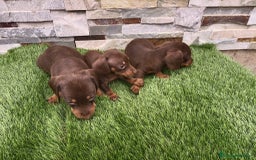 Teckel Miniatura perros en venta: TECKEL MINIATURA CHOCOLATE  - Imagen 4