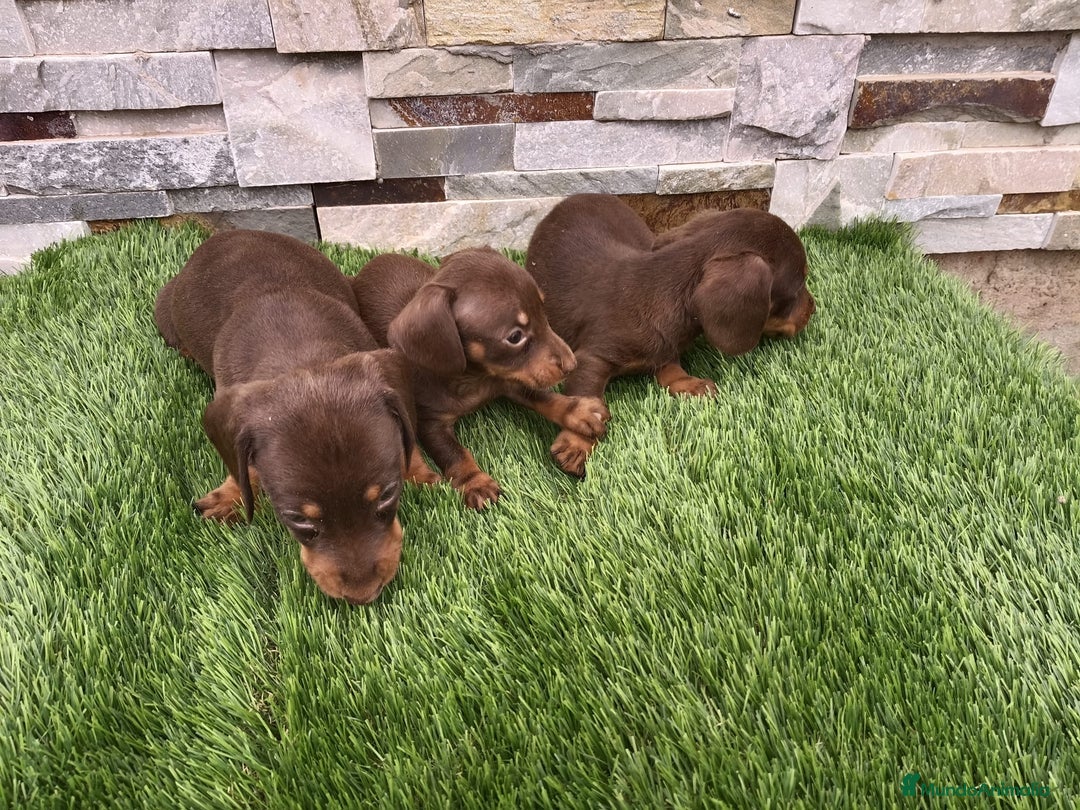 Teckel Miniatura perros en venta: TECKEL MINIATURA CHOCOLATE  - Imagen 4