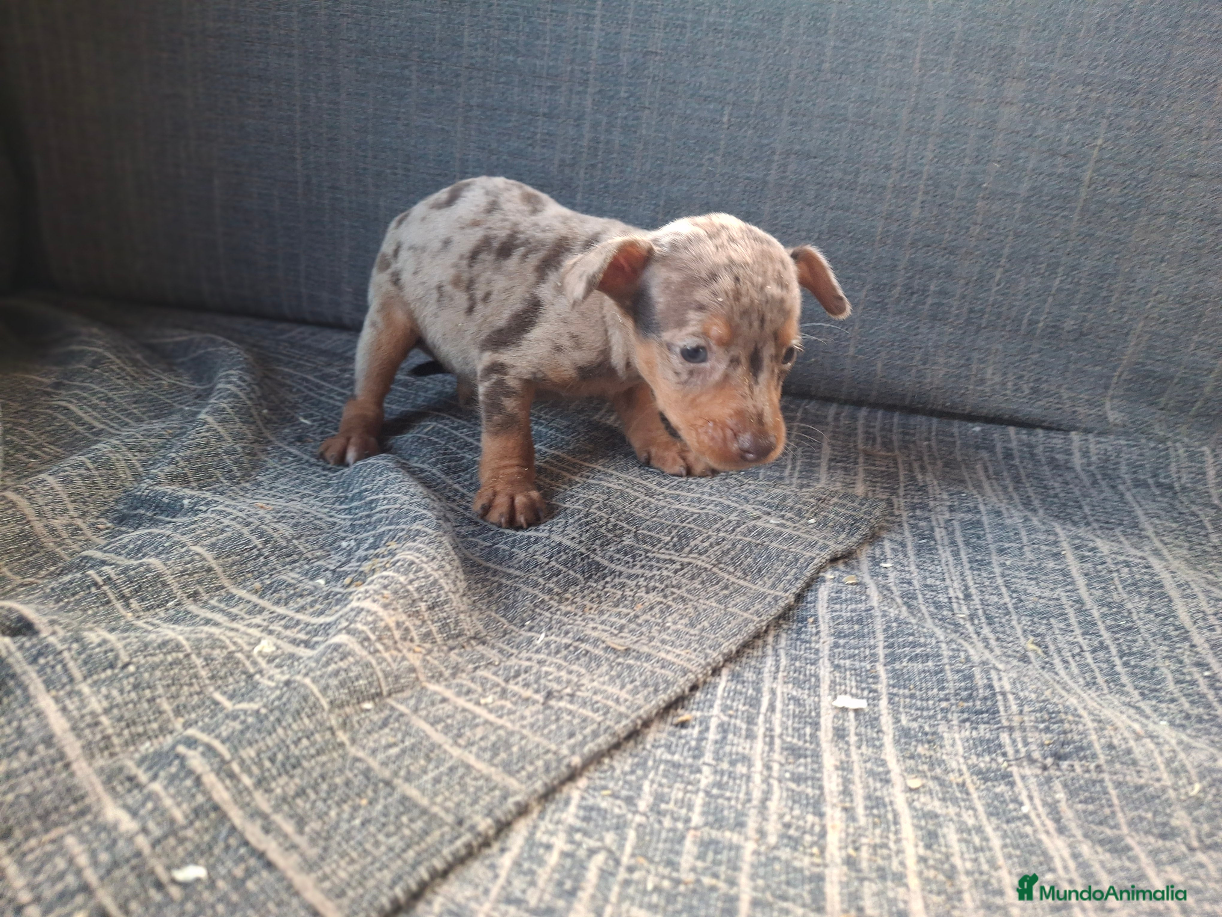 Pinscher Miniatura perros Pincher Miniatura Merle Chocolate  - Anuncio 9