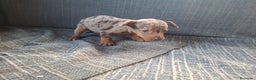 Pinscher Miniatura perros en venta: Pincher Miniatura Merle Chocolate  - Anuncio 1
