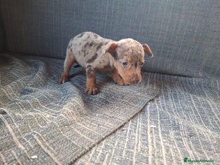 Pinscher Miniatura perros Pincher Miniatura Merle Chocolate - Anuncio 1