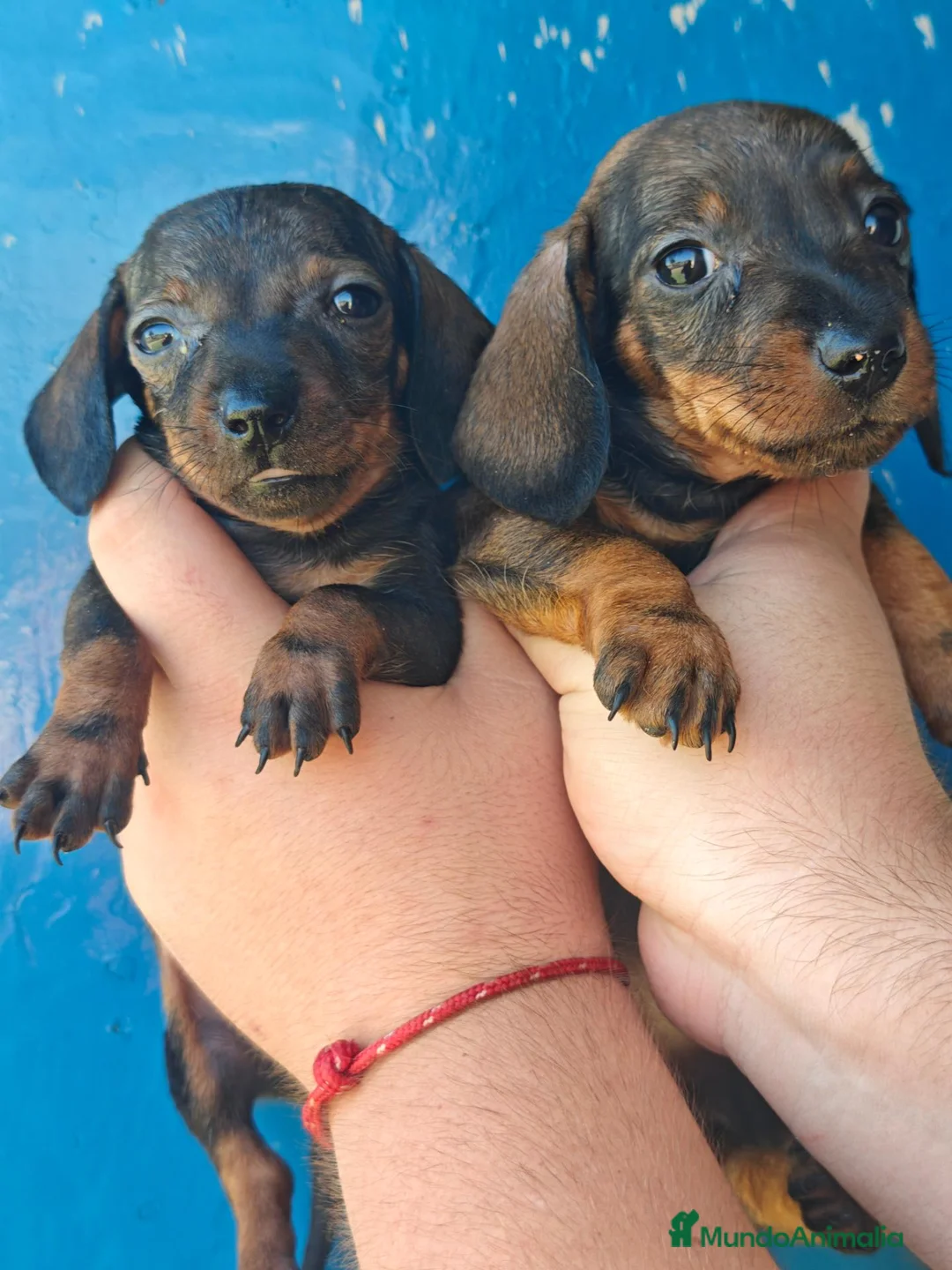 Teckel Miniatura perros en adopcion: Teckel mini - Anuncio 2