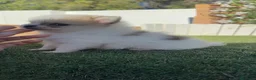 Pomerania perros en venta: POMERANIA - Anuncio 6