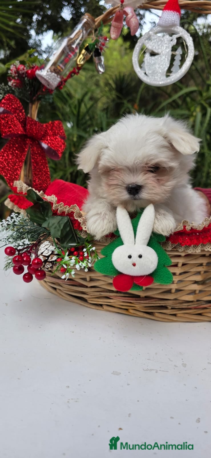 Bichón Maltés perros Bichon Maltés línea coreana - Anuncio 2