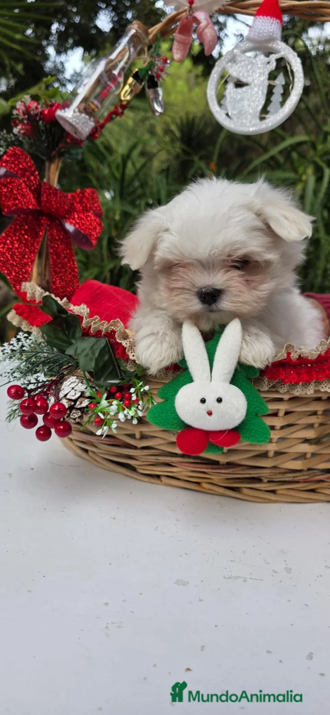 Bichón Maltés perros en venta: Bichon Maltés línea coreana - Anuncio 2