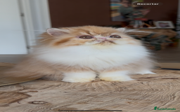 Persa gatos en venta: Hembra bicolor Roja  - Imagen 2
