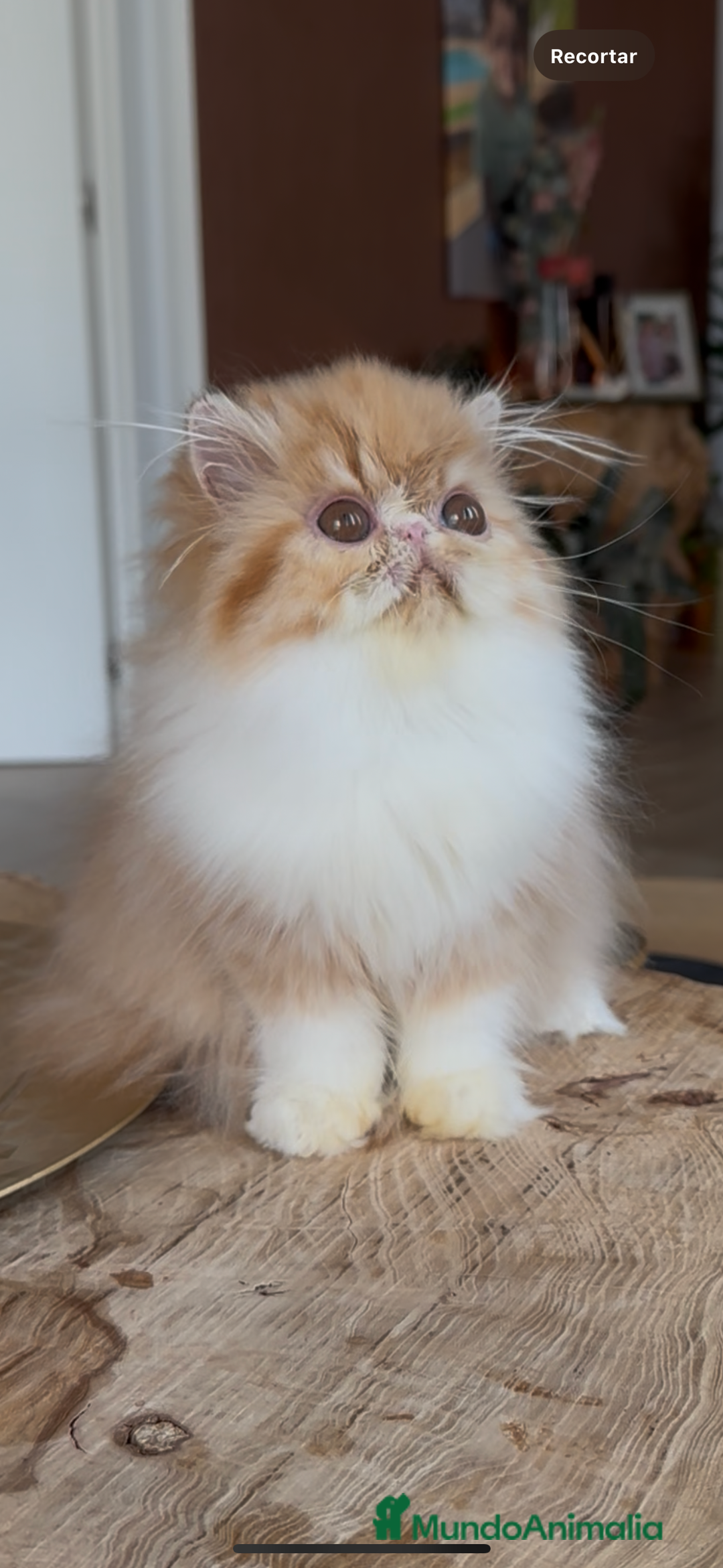 Persa gatos en venta: Hembra bicolor Roja  - Imagen 2