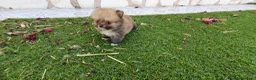 Pomerania perros en venta: Pomerania Toy Top  - Anuncio 28