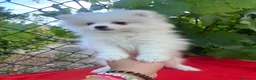 Pomerania perros en venta: PRECIOSO POMERANIA RUSO - Anuncio 3