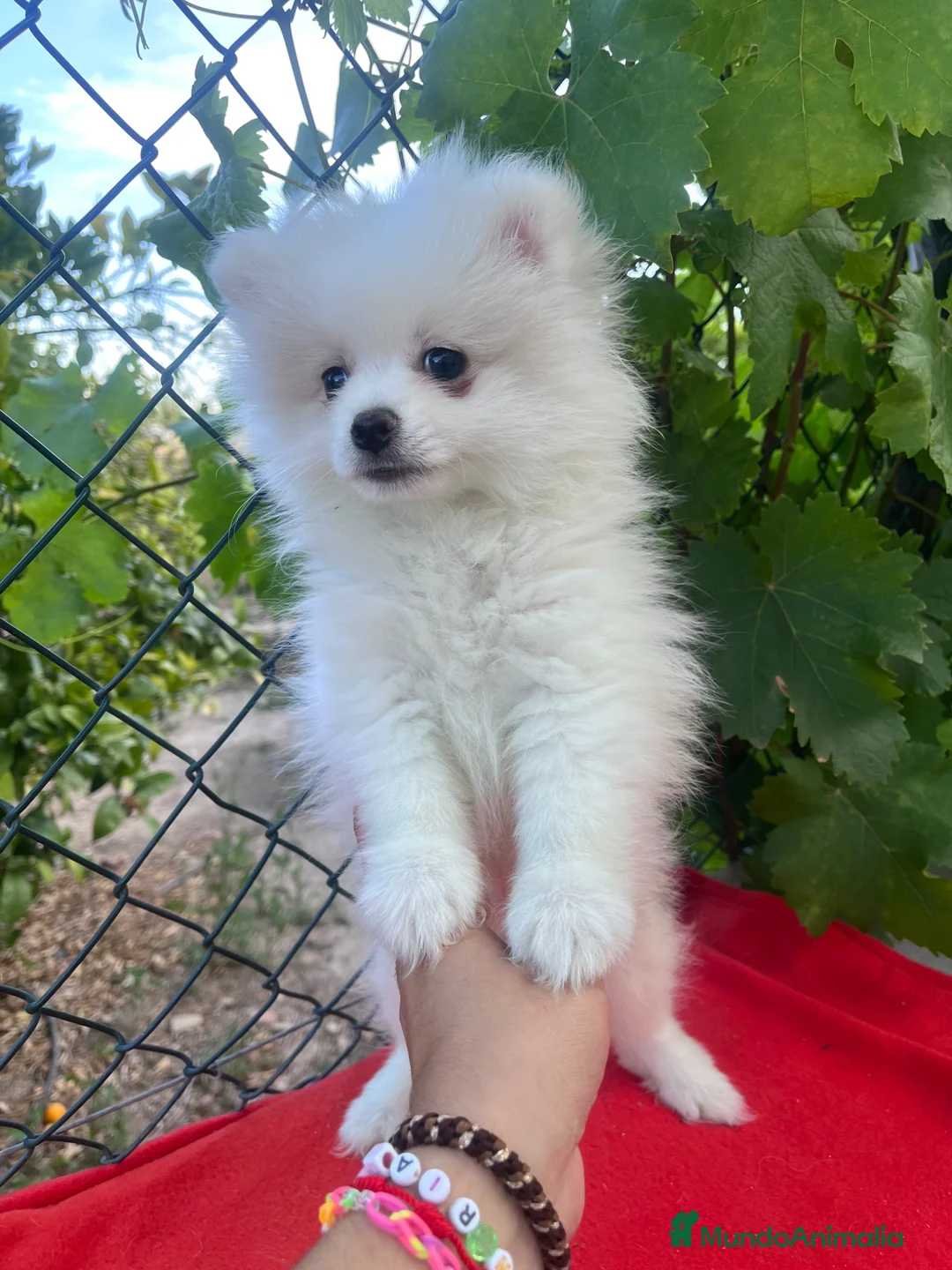 Pomerania perros en venta: PRECIOSO POMERANIA RUSO - Anuncio 3