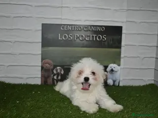 Bichón Maltés perros Hembra bichón maltés - Anuncio 20