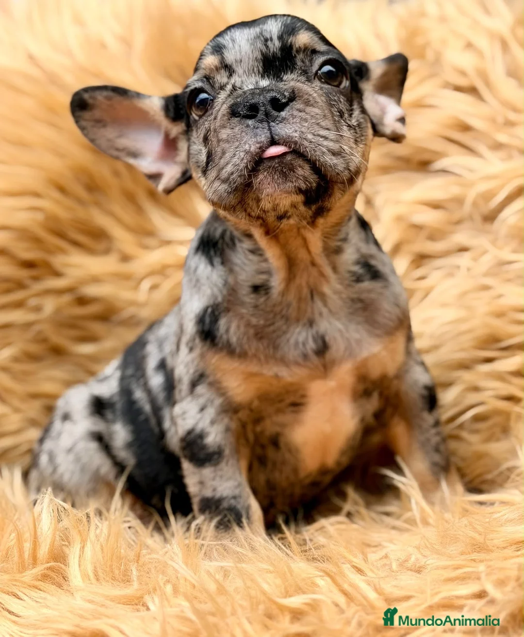 Bulldog Francés perros en venta: Macho bulldog frances merle🐾 - Anuncio 10