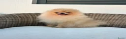 Pomerania perros en venta: Pomerania hembra toy - Anuncio 3