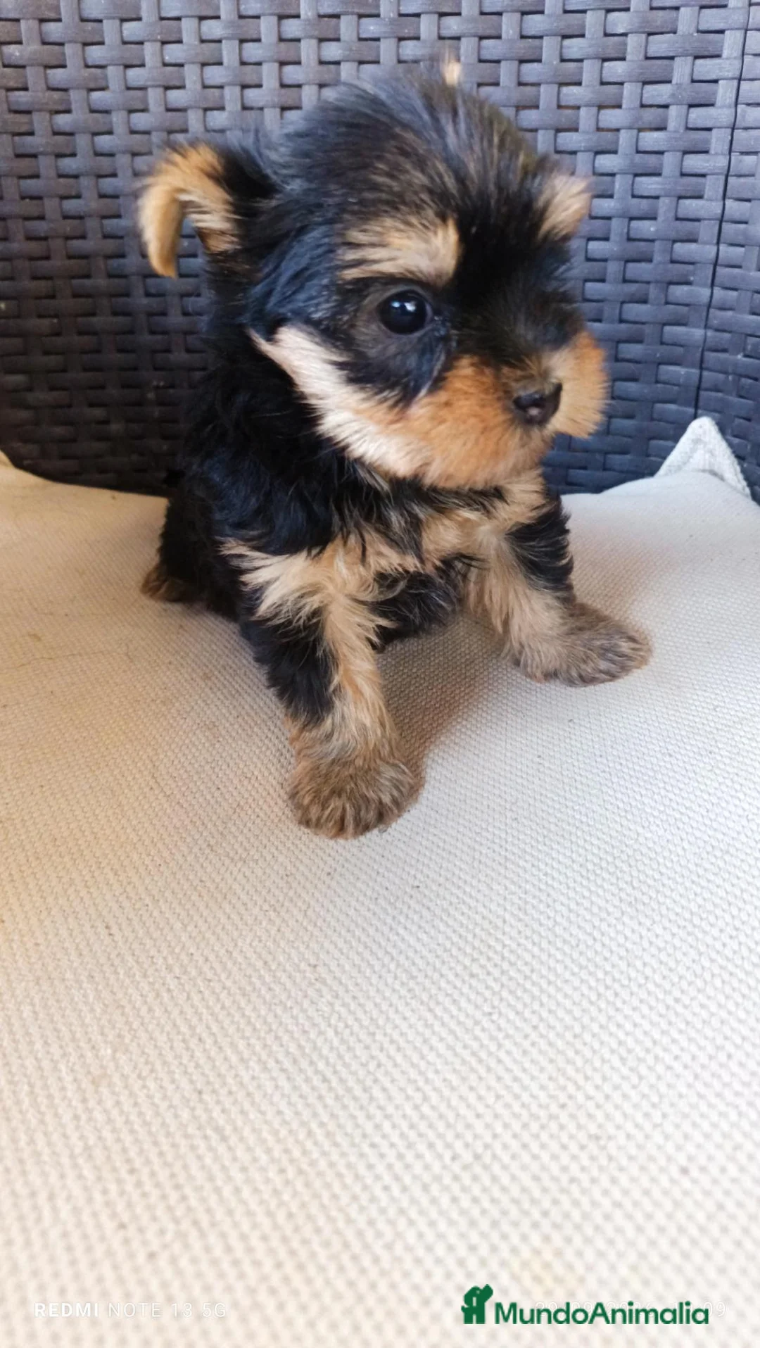 Yorkshire Terrier perros en venta: Cachorras - Anuncio 1