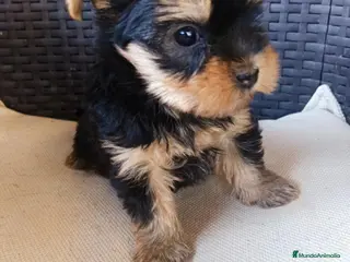 Yorkshire Terrier perros Cachorras - Anuncio 1