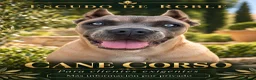 Cane Corso perros en venta: Cane corso - Anuncio 1