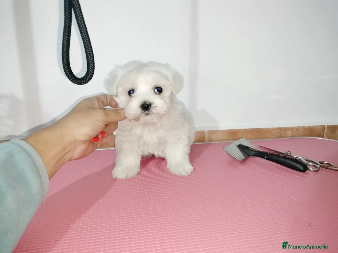 Bichón Maltés perros en venta: Bichón maltés americano en Badajoz - Anuncio 4