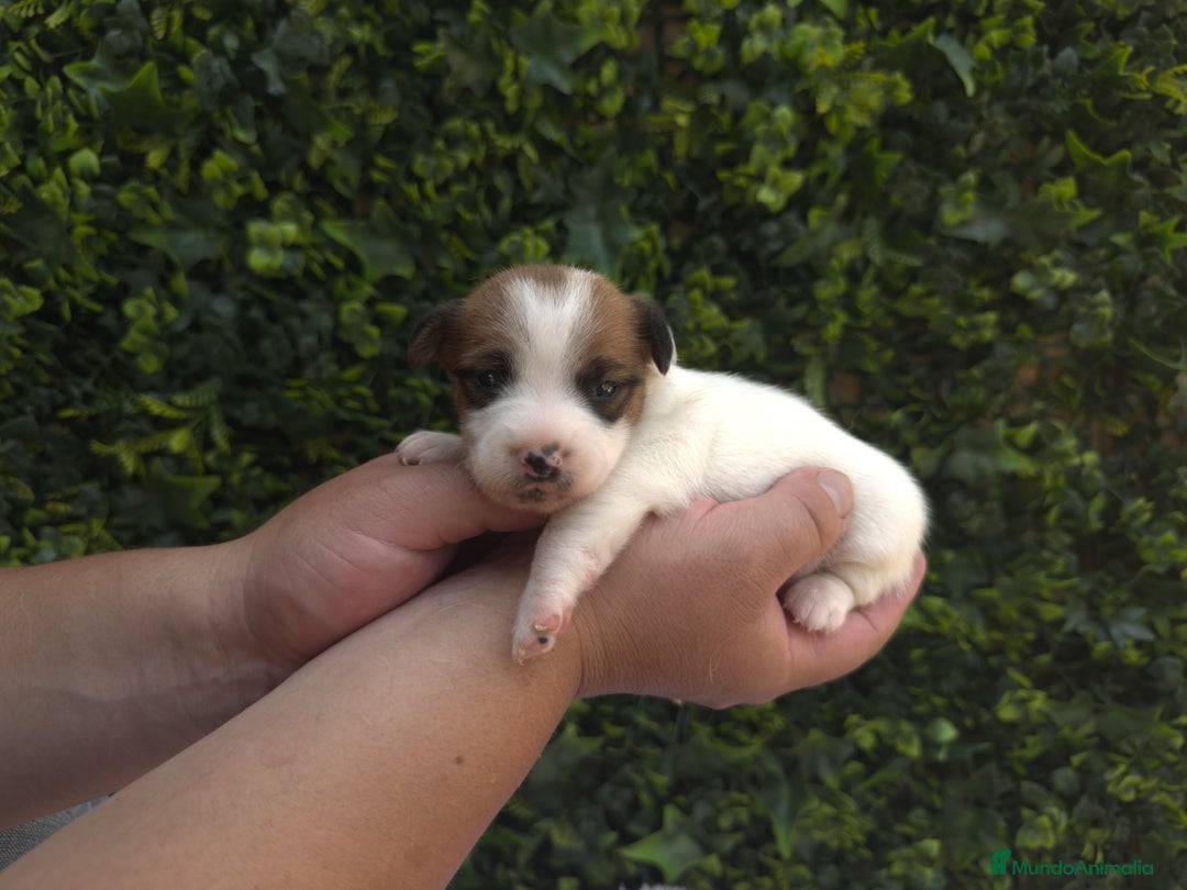 Jack Russell Terrier perros en venta: CACHORROS JACK RUSSELL - Imagen 4