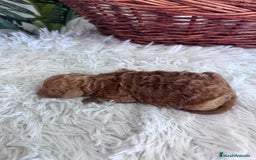 Caniche Toy perros en venta: CANICHE TOY MACHO - Imagen 12