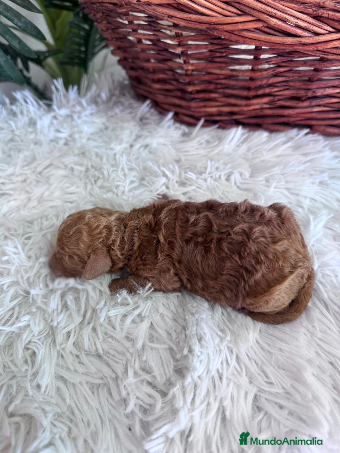 Caniche Toy perros en venta: CANICHE TOY MACHO - Imagen 12