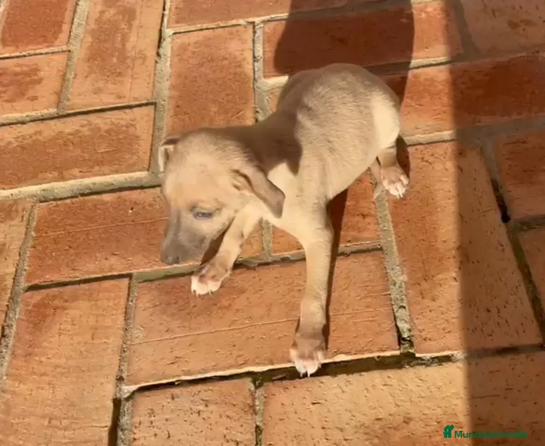 Pequeño Lebrel Italiano perros en venta: Galgo enano Italiano Macho Isabela - Anuncio 1