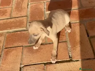 Pequeño Lebrel Italiano perros Galgo enano Italiano Macho Isabela - Anuncio 3