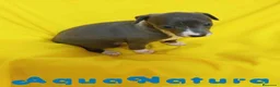 Pequeño Lebrel Italiano perros en venta: Lebrel Italiano Hembra de AB y Omega 1832 - Anuncio 7