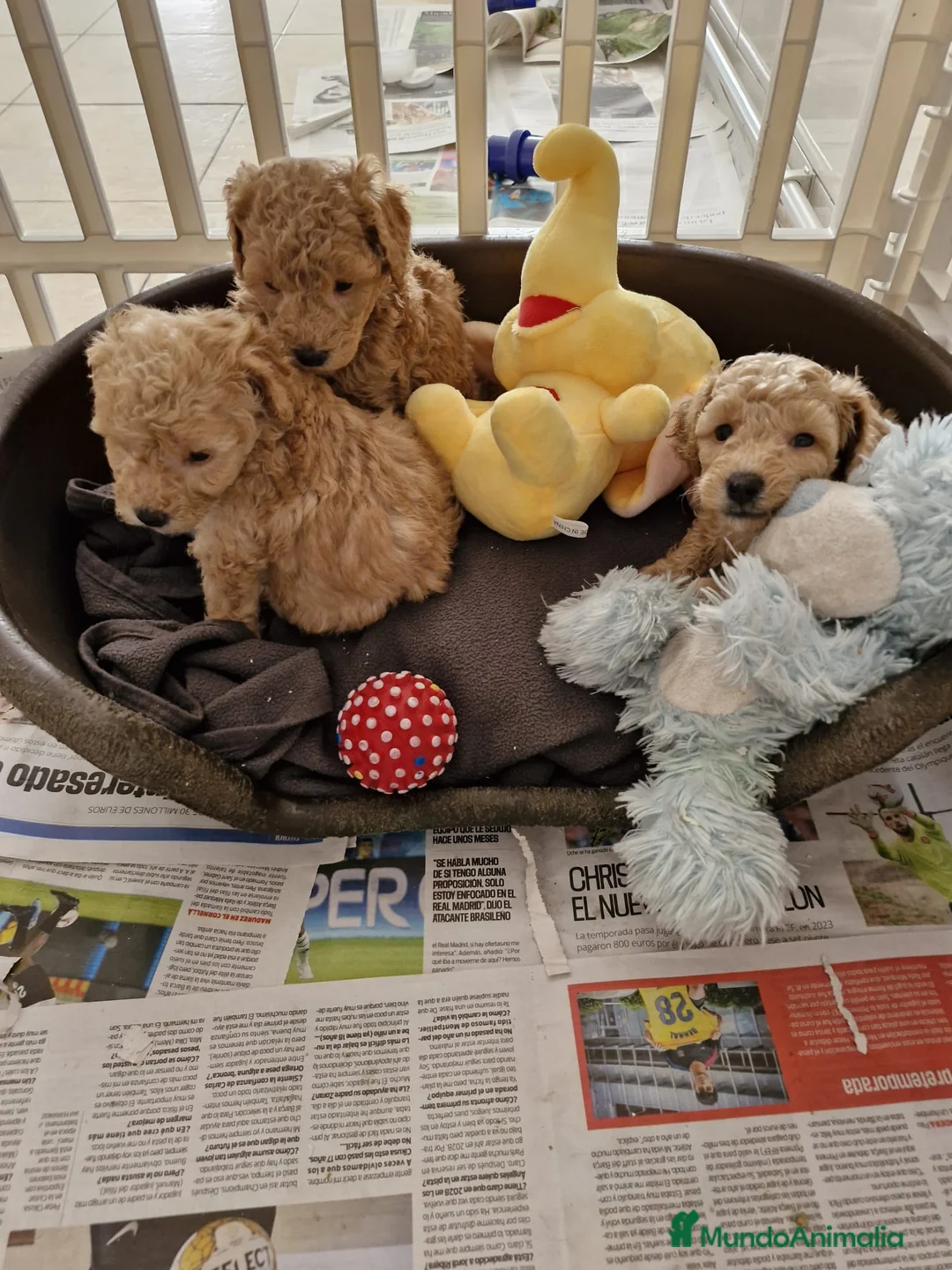 Caniche Toy perros en venta: Caniches preciosos  en Barcelona - Anuncio 2