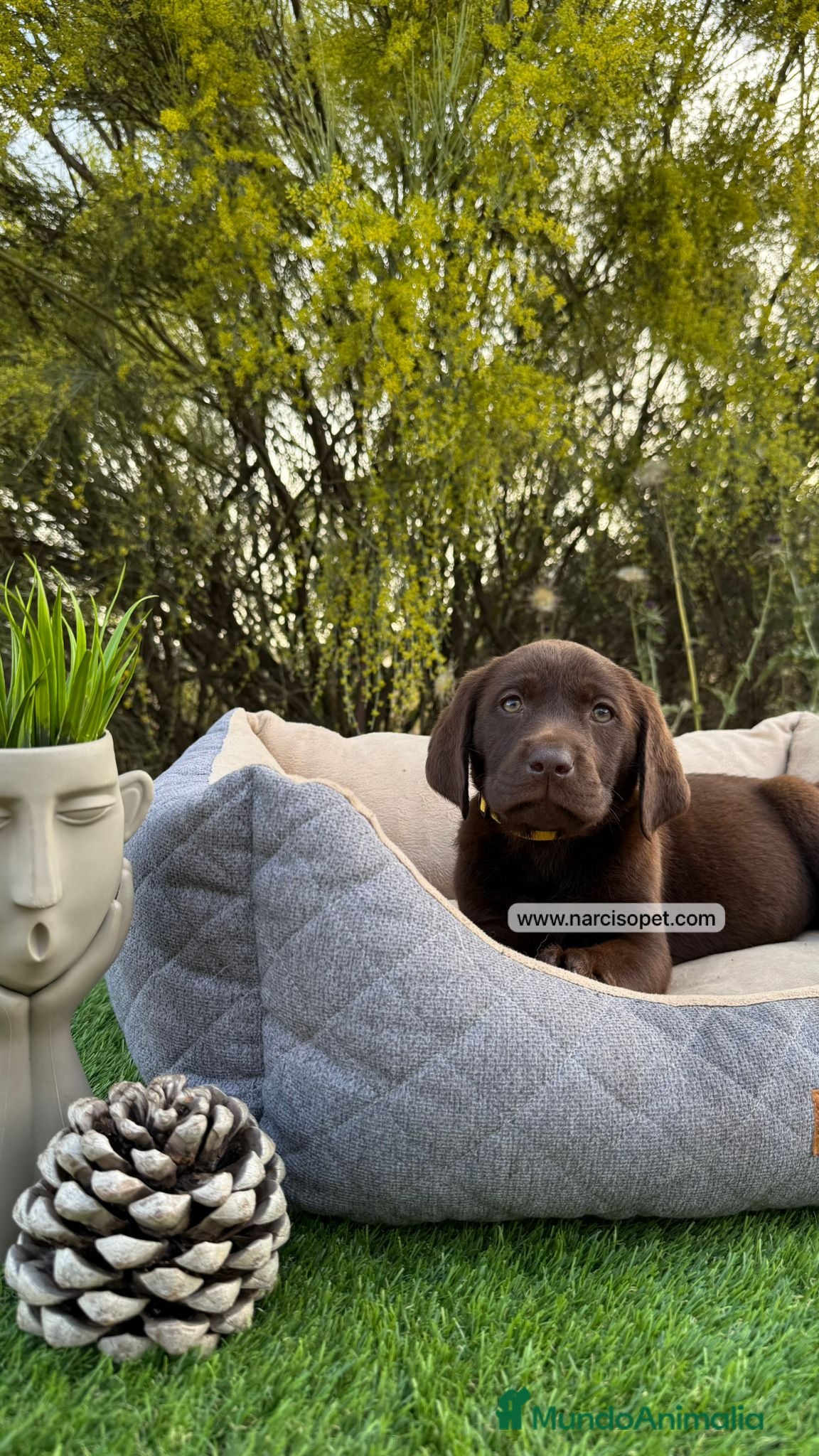 Labrador Retriever perros LABRADOR MACHO CHOCOLATE - Anuncio 1