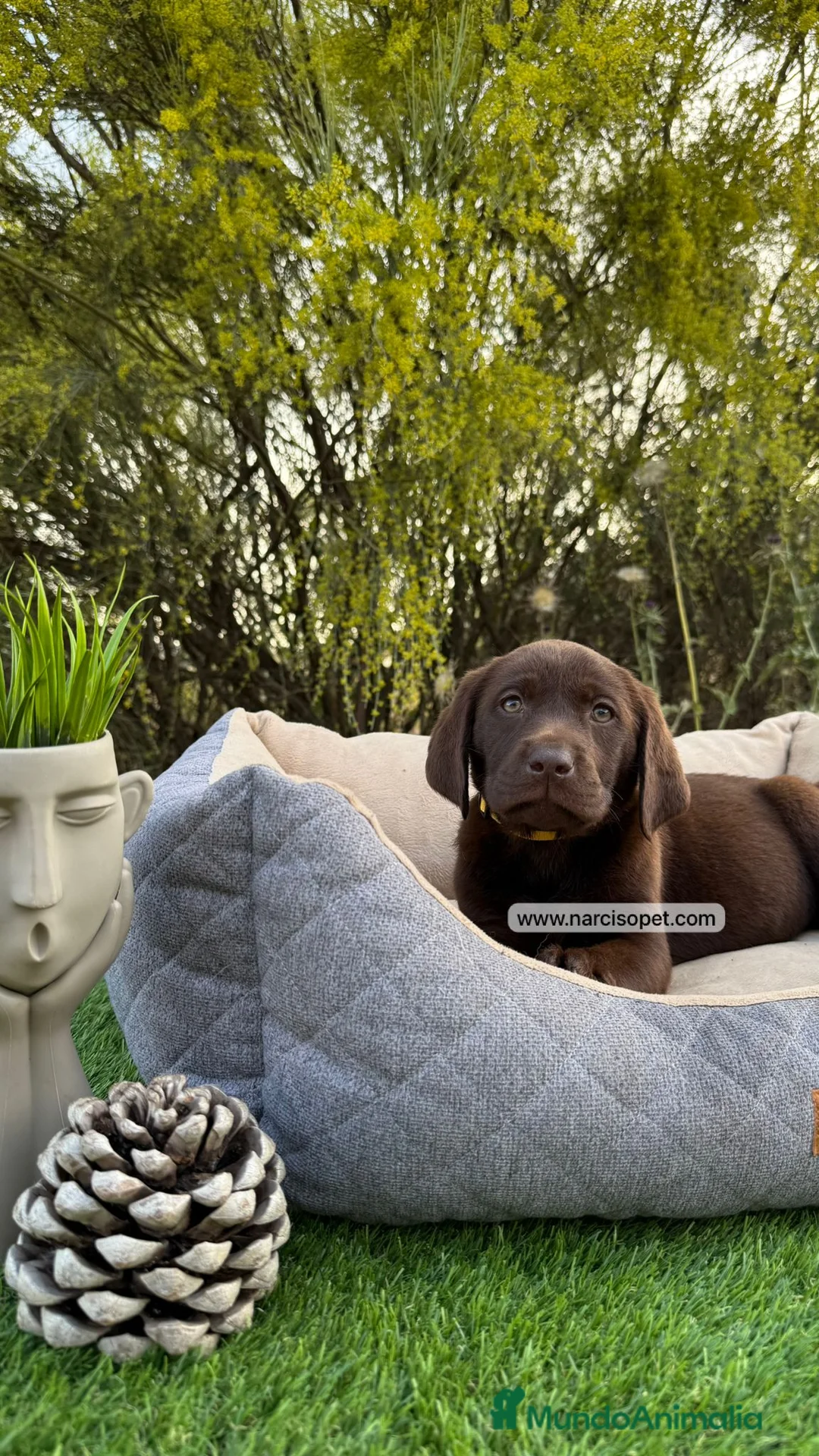 Labrador Retriever perros en venta: LABRADOR MACHO CHOCOLATE - Anuncio 1