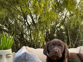 Labrador Retriever perros LABRADOR MACHO CHOCOLATE - Anuncio 1