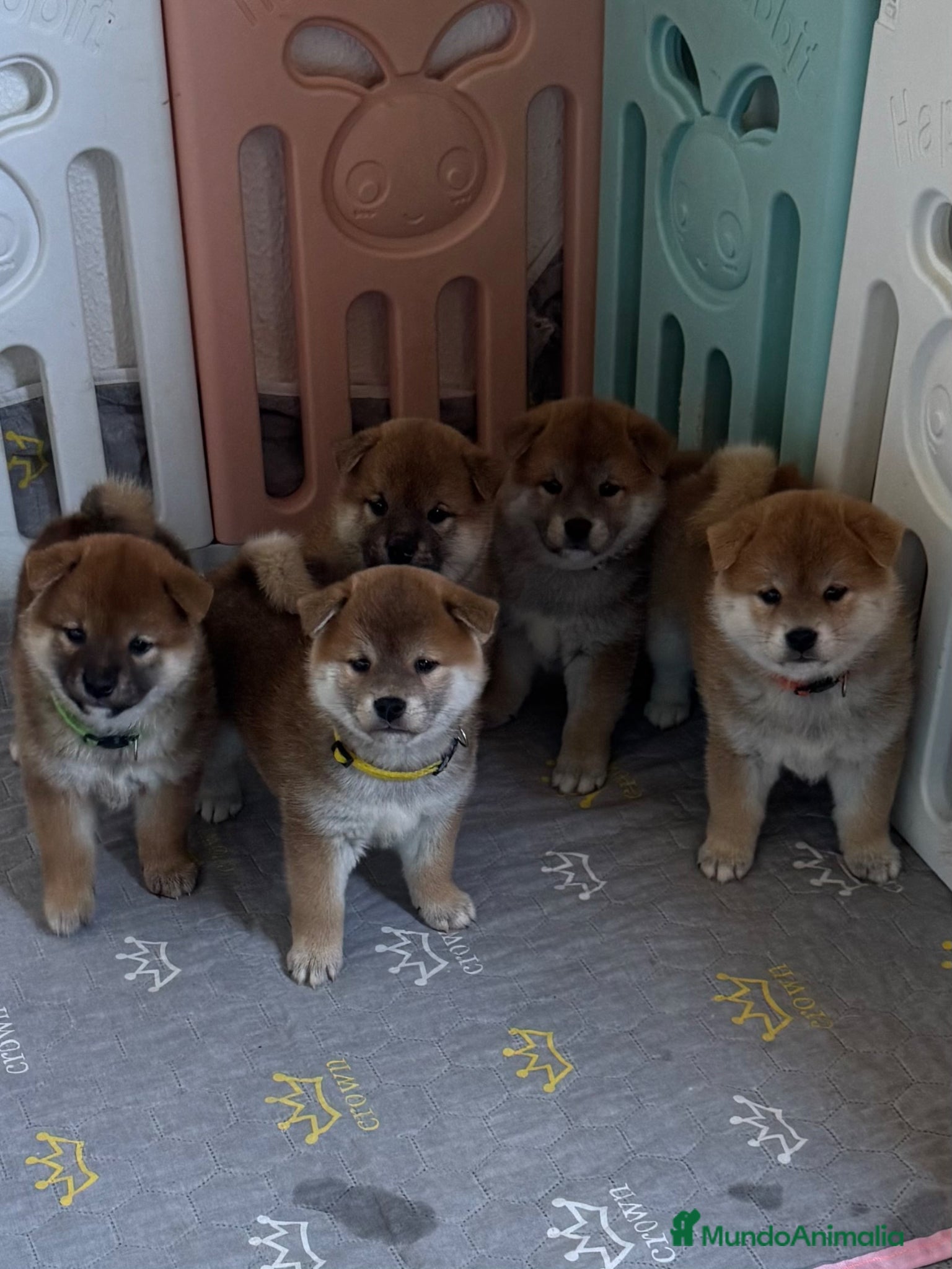 Shiba Inu perros Cachorros Shiba Inu - Anuncio 1