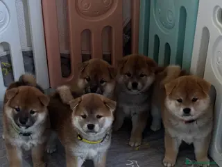 Shiba Inu perros Cachorros Shiba Inu - Anuncio 1