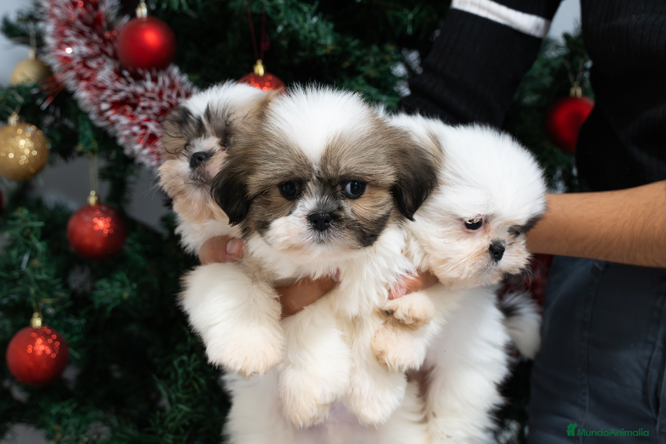 Shih Tzu perros Camada de Shih Tzu  - Anuncio 3