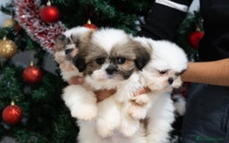 Shih Tzu perros en venta: Camada de Shih Tzu  - Anuncio 1