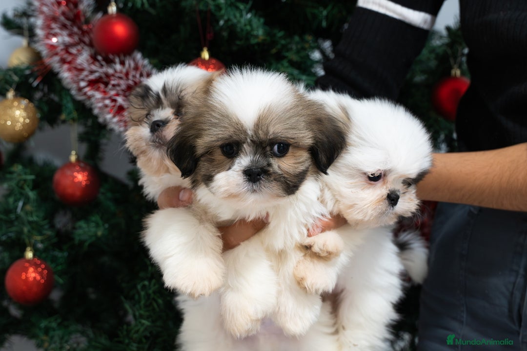 Shih Tzu perros en venta: Camada de Shih Tzu  - Anuncio 1