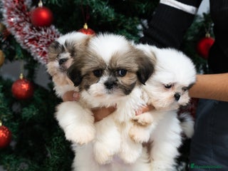 Shih Tzu perros Camada de Shih Tzu - Anuncio 1