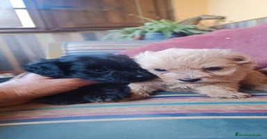 Caniche Toy perros en Mijas - Propaganda 8