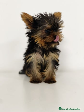Yorkshire Terrier perros - Anuncio 1