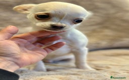 Chihuahua perros en venta: Chihuahua blanco Toy  - Anuncio 2