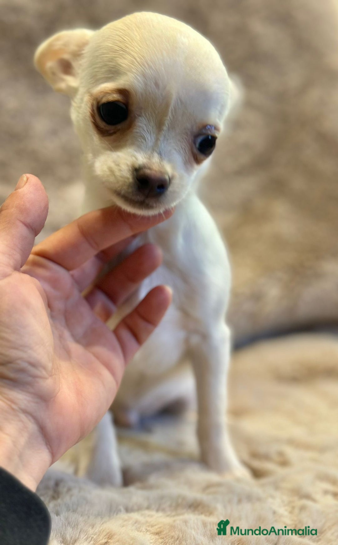 Chihuahua perros en venta: Chihuahua blanco Toy  - Anuncio 2