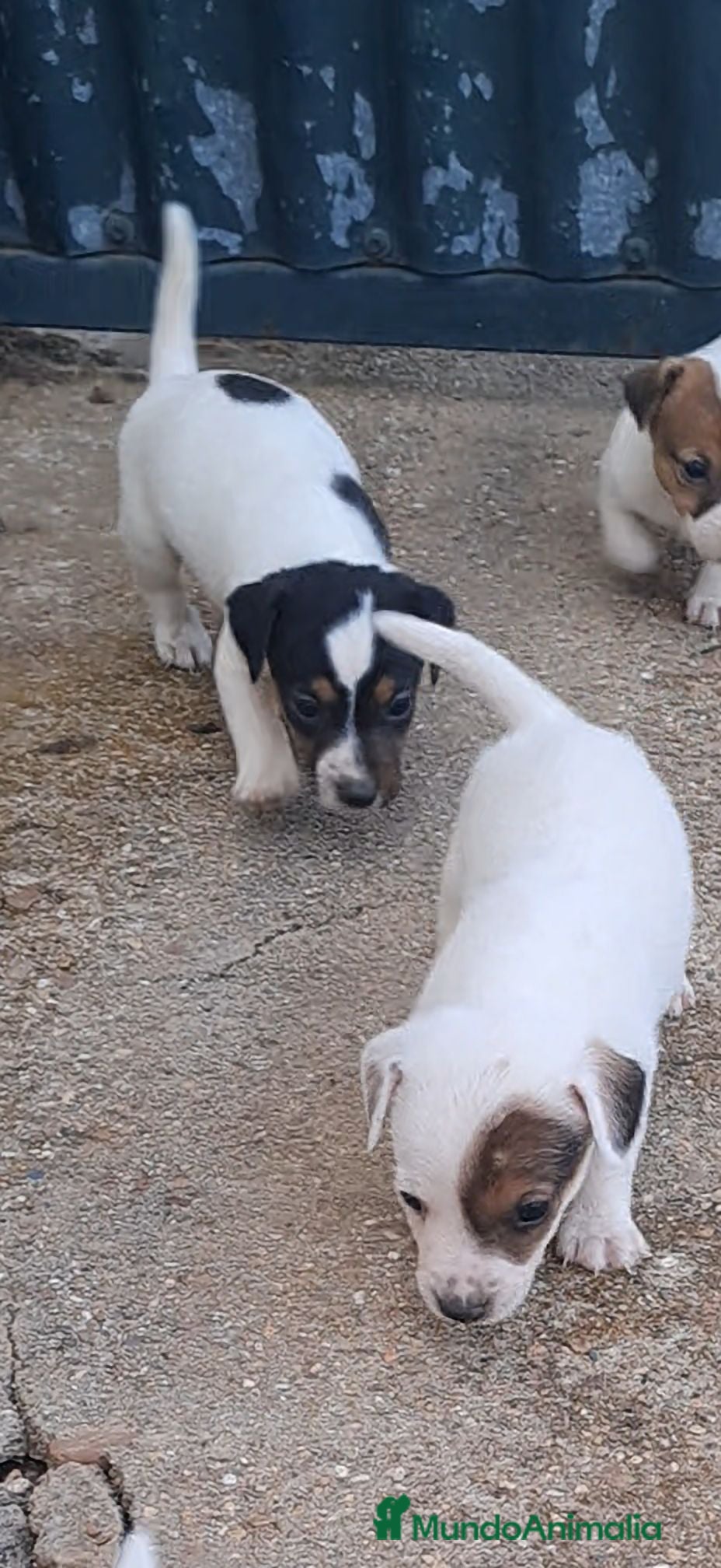 Jack Russell Terrier perros Jack russell  - Anuncio 1