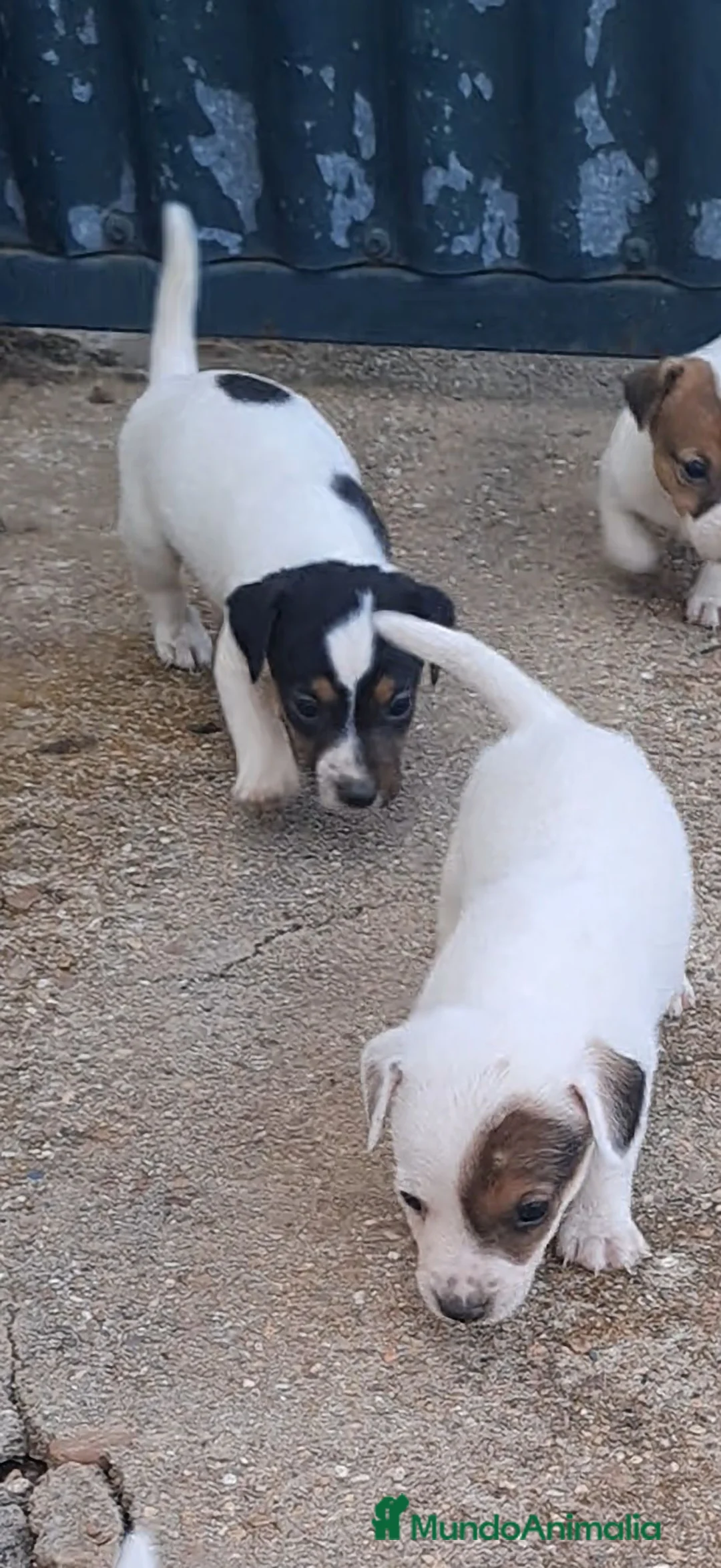Jack Russell Terrier perros en venta: Jack russell  - Anuncio 1