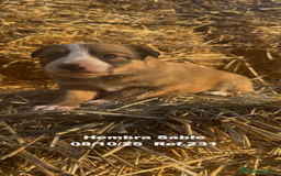 Border Collie perros en venta: BORDER COLLIE Sable Merle - Imagen 22