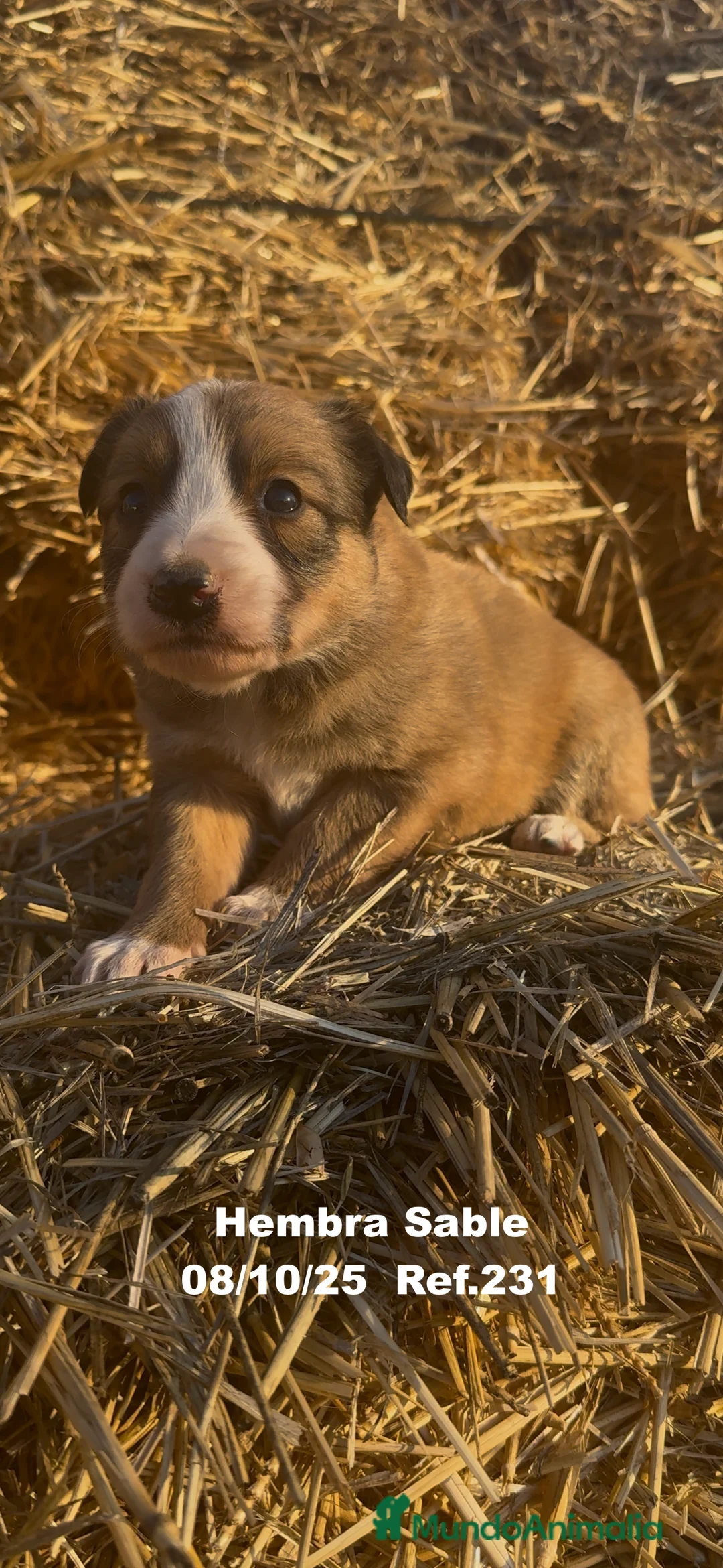 Border Collie perros en venta: BORDER COLLIE Sable Merle - Anuncio 22